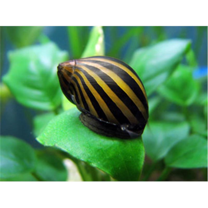 Melci Neritina Zebra - imagine 3